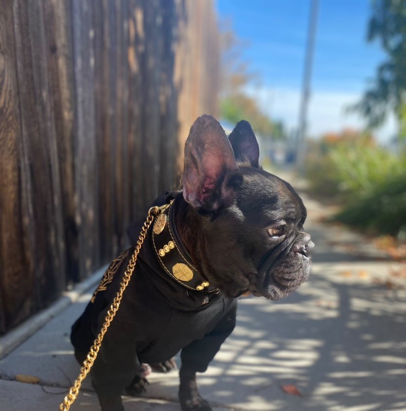The "Maximus" collar 2 inch wide gold decoration by Bestia Dog Gear
