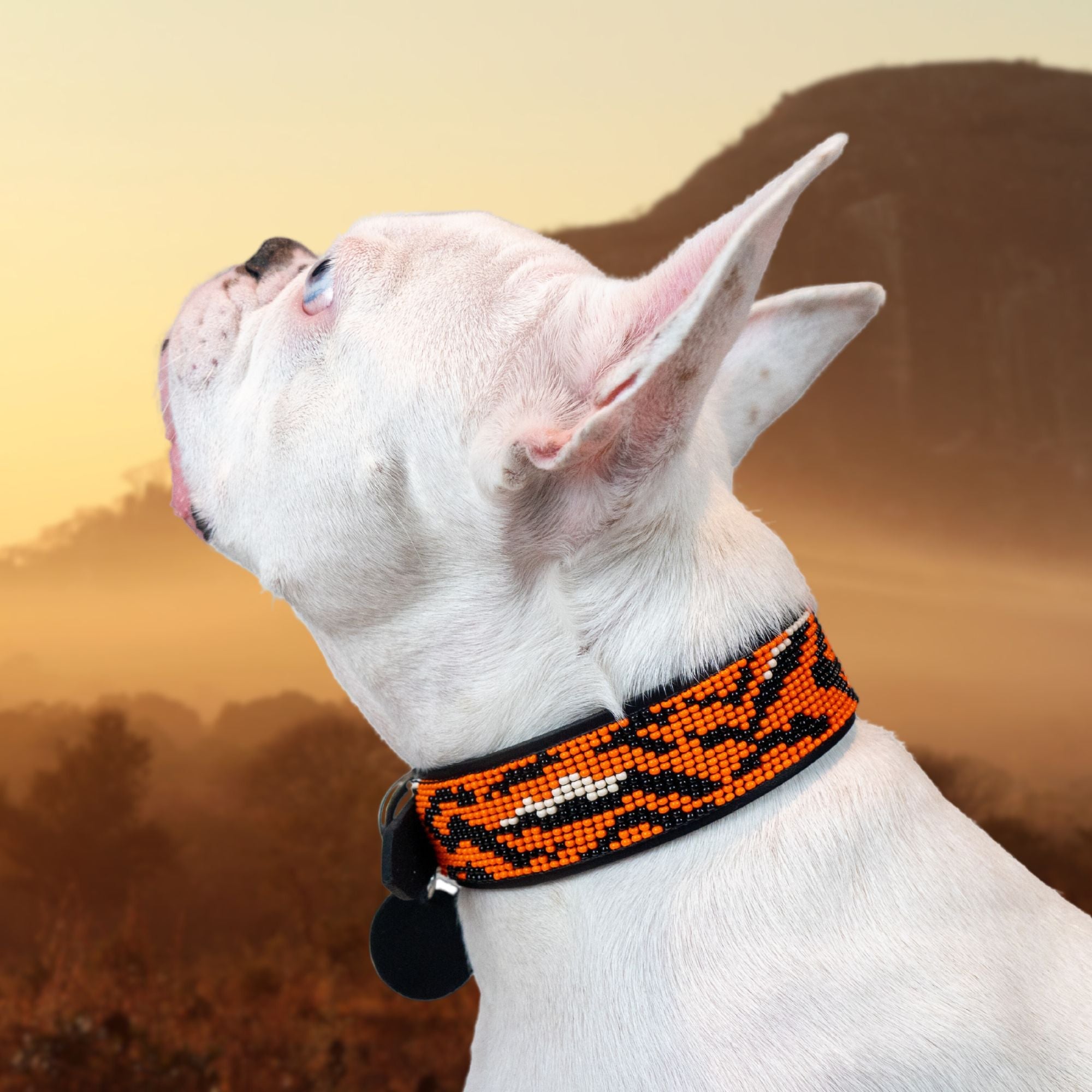 Tiger Sambboho dog collar (animal print collection) by Sambboho