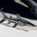 Tiger Shovelnose Catfish by Danaqua Live Fish & More