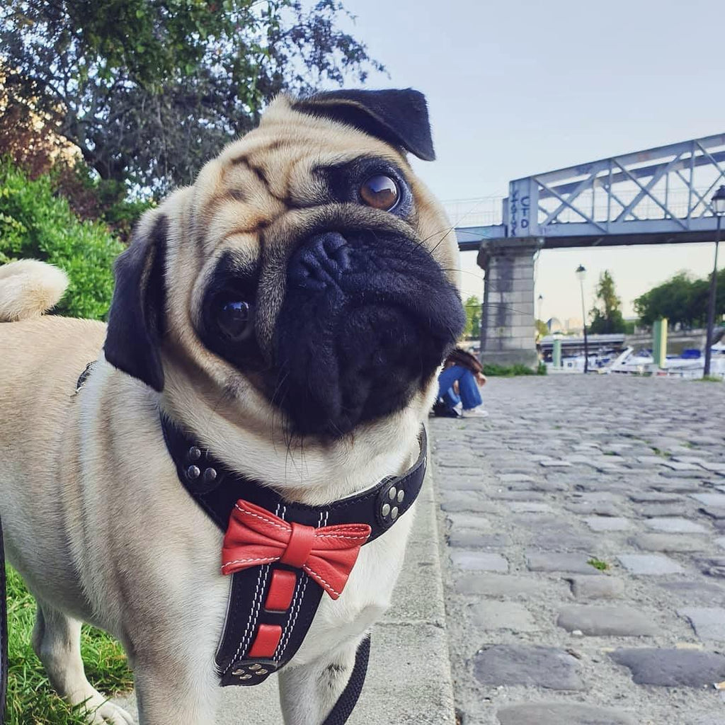 The "Bowtie" handmade leather harness black Small to Medium Size by Bestia Dog Gear