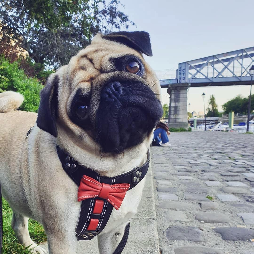 The "Bowtie" handmade leather harness black Small to Medium Size by Bestia Dog Gear