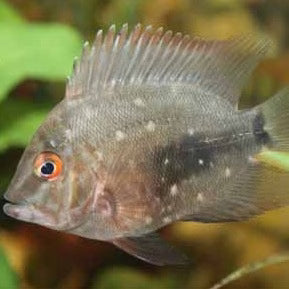 Uaru cichlid (triangle cichlid) by Danaqua Live Fish & More