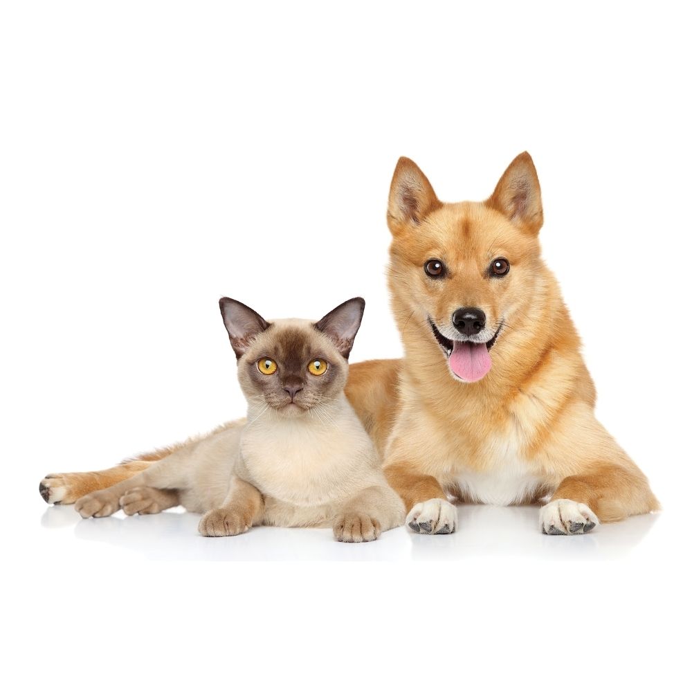 UBAVET UBACALM Calming Soft Chews for Dogs & Cats – Natural Stress & Anxiety Relief by American Pet Supplies