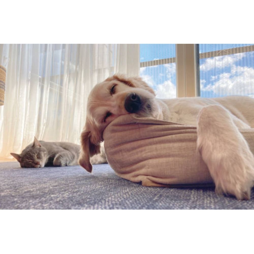 UBAVET UBACALM Calming Soft Chews for Dogs & Cats – Natural Stress & Anxiety Relief by American Pet Supplies