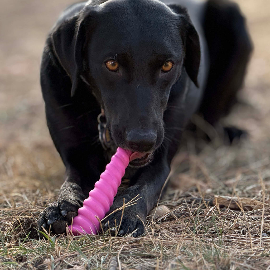 Unicorn Horn Nylon Dog Chew Toy | Durable for Aggressive Chewers | SodaPup by SodaPup/True Dogs, LLC