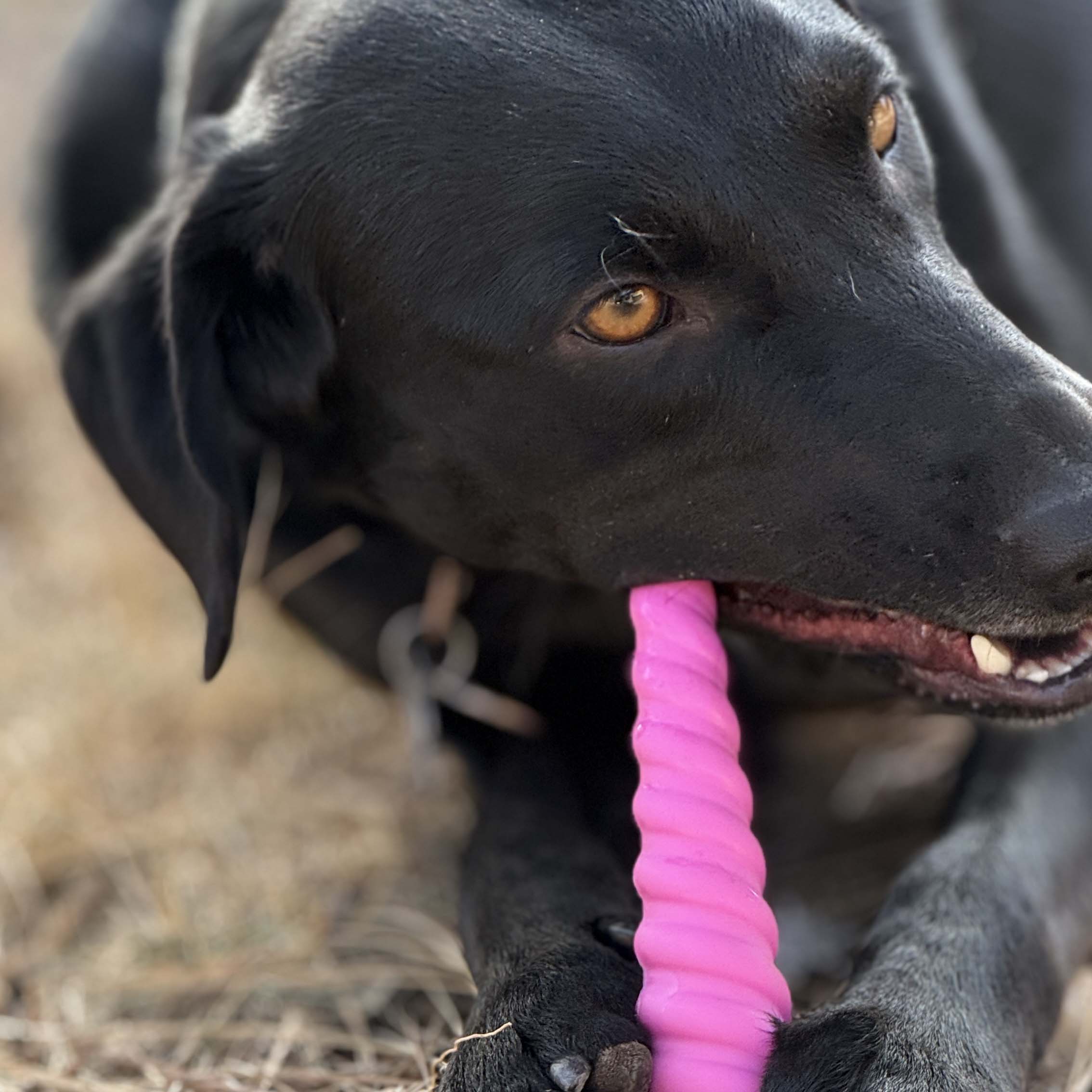 Unicorn Horn Nylon Dog Chew Toy | Durable for Aggressive Chewers | SodaPup by SodaPup/True Dogs, LLC
