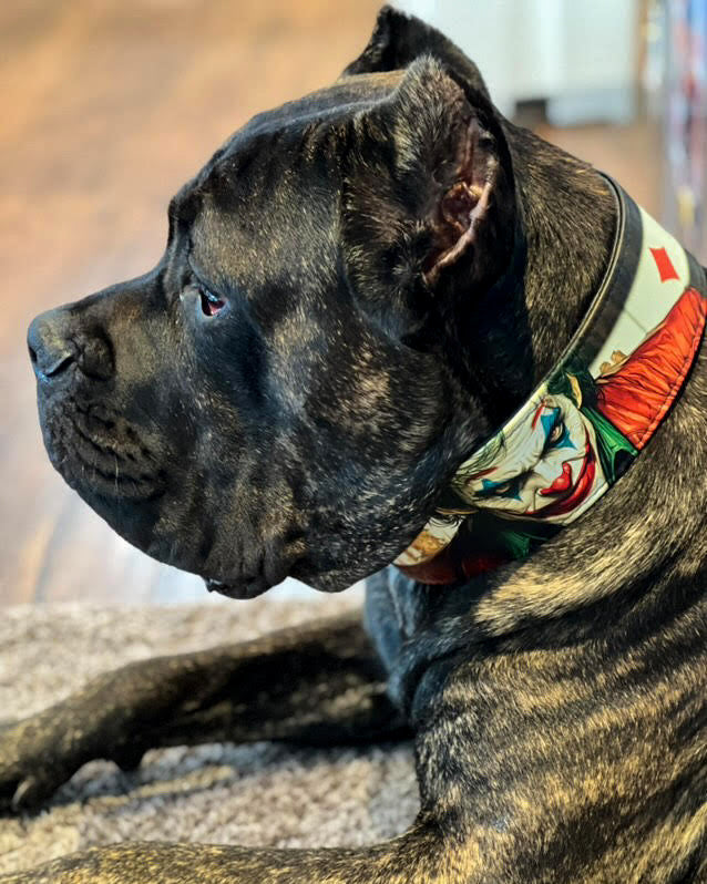 The Joker Limited Collar by Bestia Dog Gear