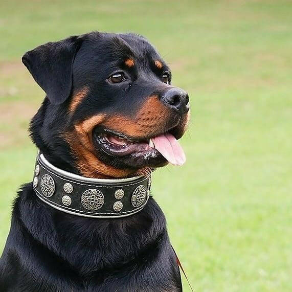 "Hektor" collar by Bestia Dog Gear