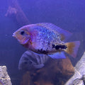 Synspilum cichlid (Vieja synspilum) by Danaqua Live Fish & More