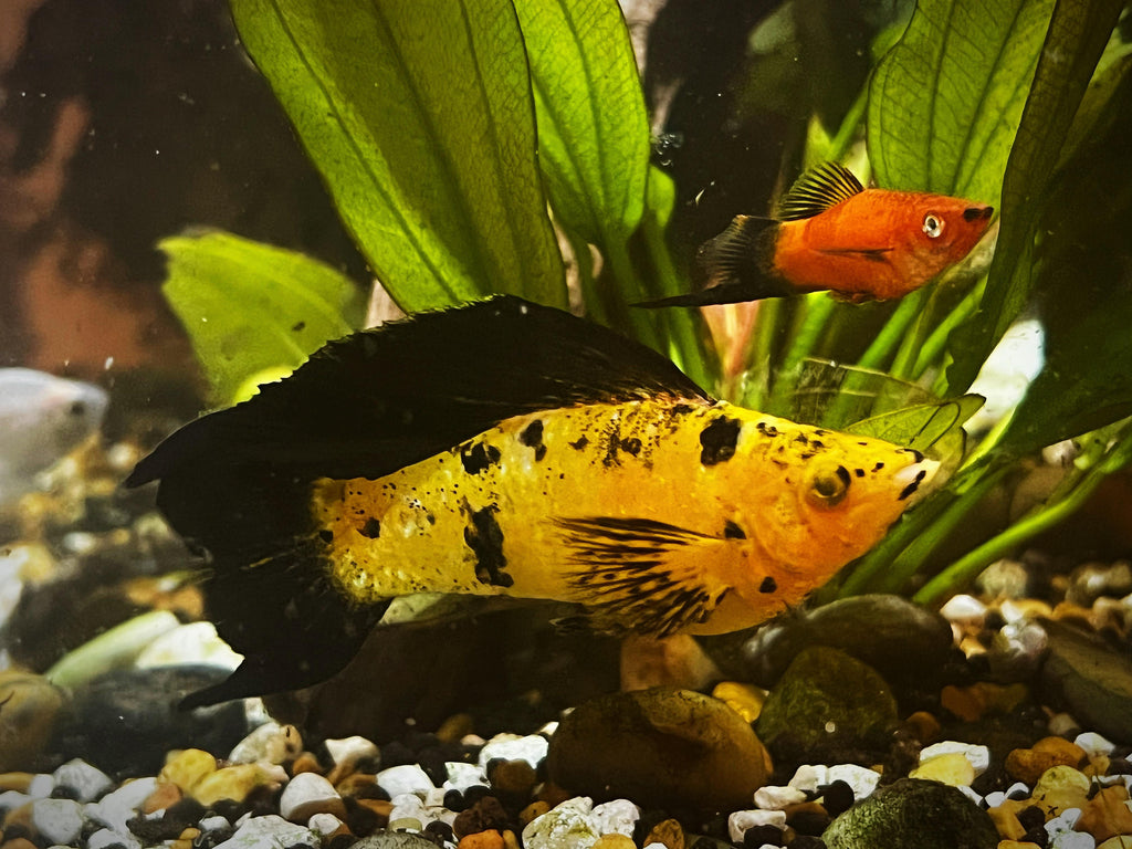Assorted Leopard Molly by Danaqua Live Fish & More