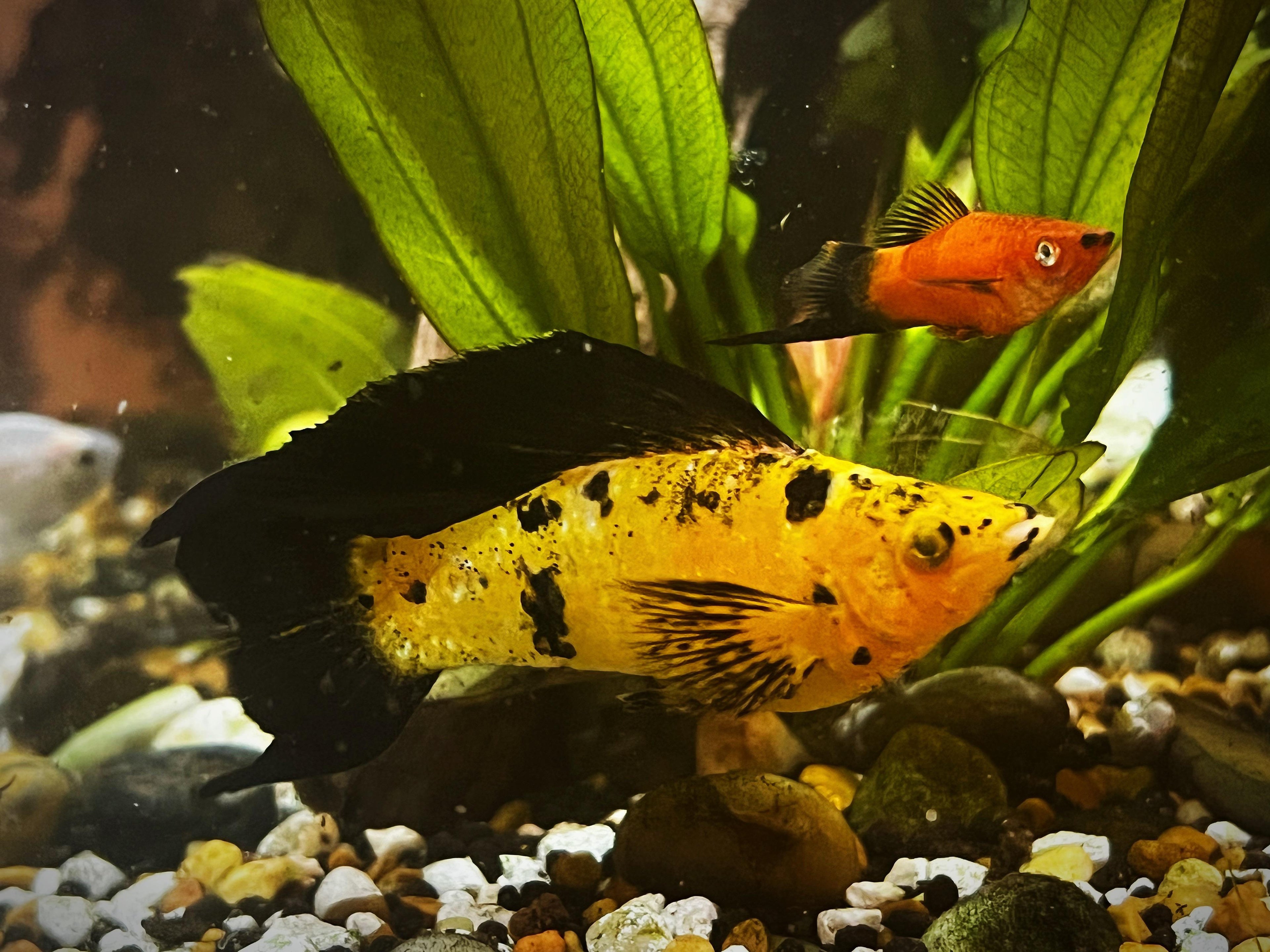 Assorted Leopard Molly by Danaqua Live Fish & More