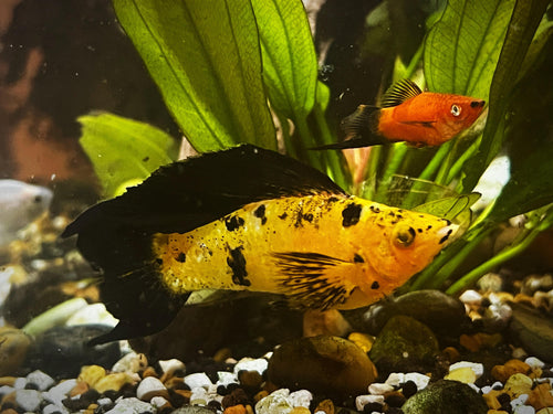 Assorted Leopard Molly by Danaqua Live Fish & More