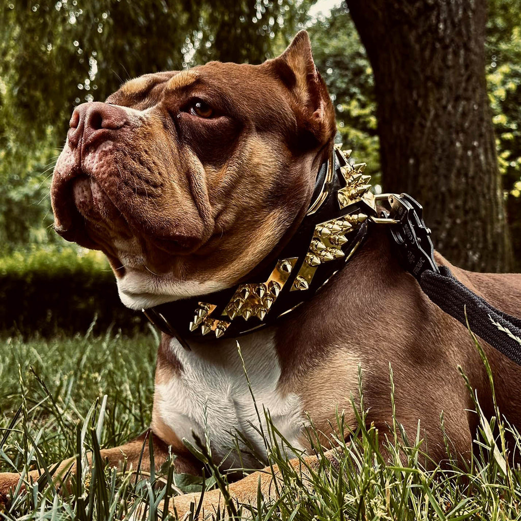 The ''Midas'' Collar Gold by Bestia Dog Gear