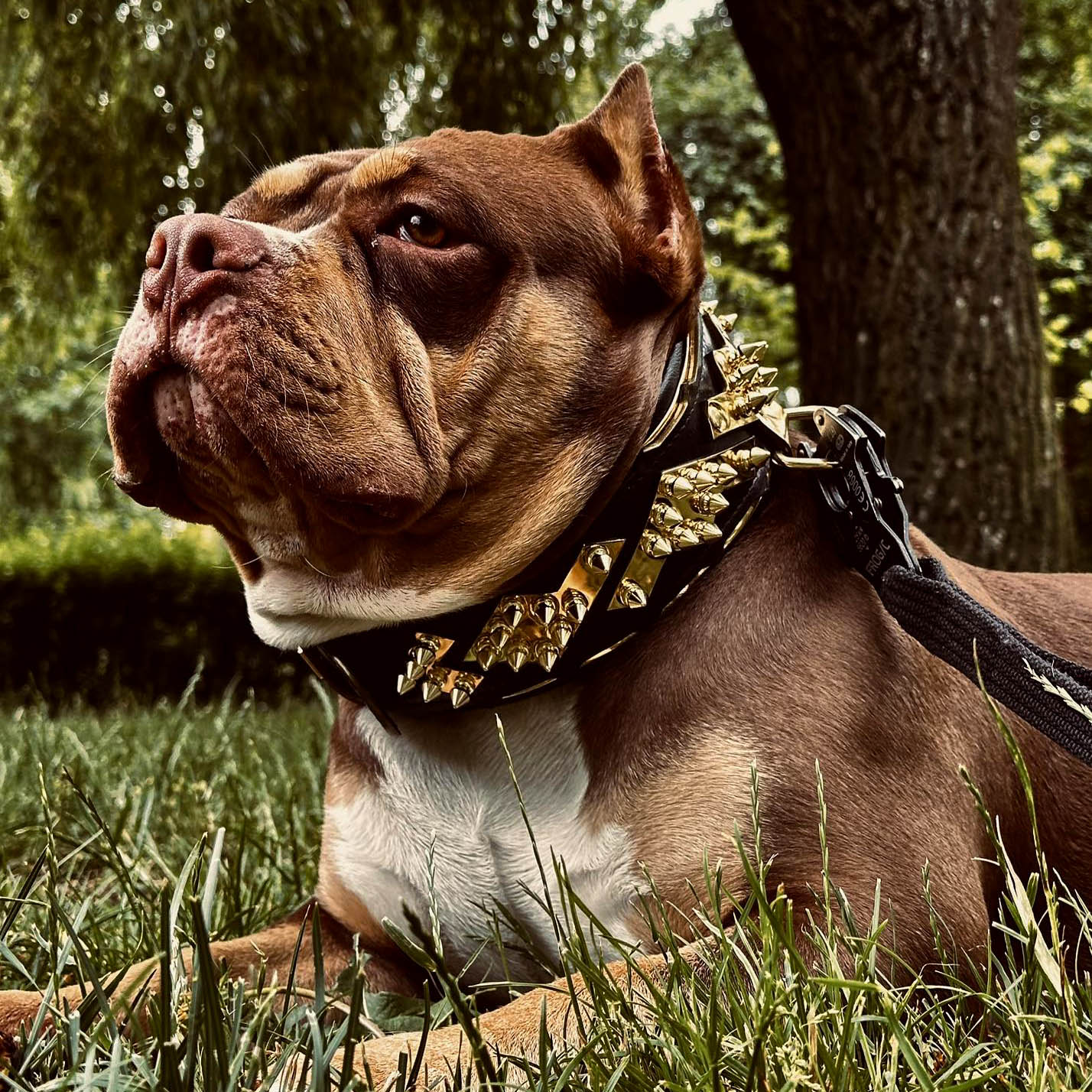 The ''Midas'' Collar Gold by Bestia Dog Gear