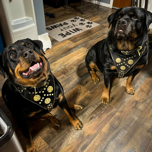 "Maximus Black" BIG dog SET- Harness - collar - lead. Brass rivets by Bestia Dog Gear
