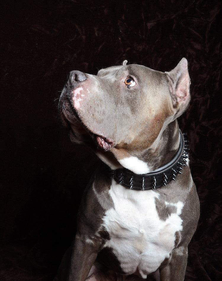 ''Black Giant'' collar by Bestia Dog Gear