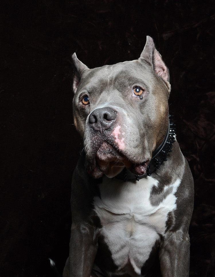 ''Black Giant'' collar by Bestia Dog Gear