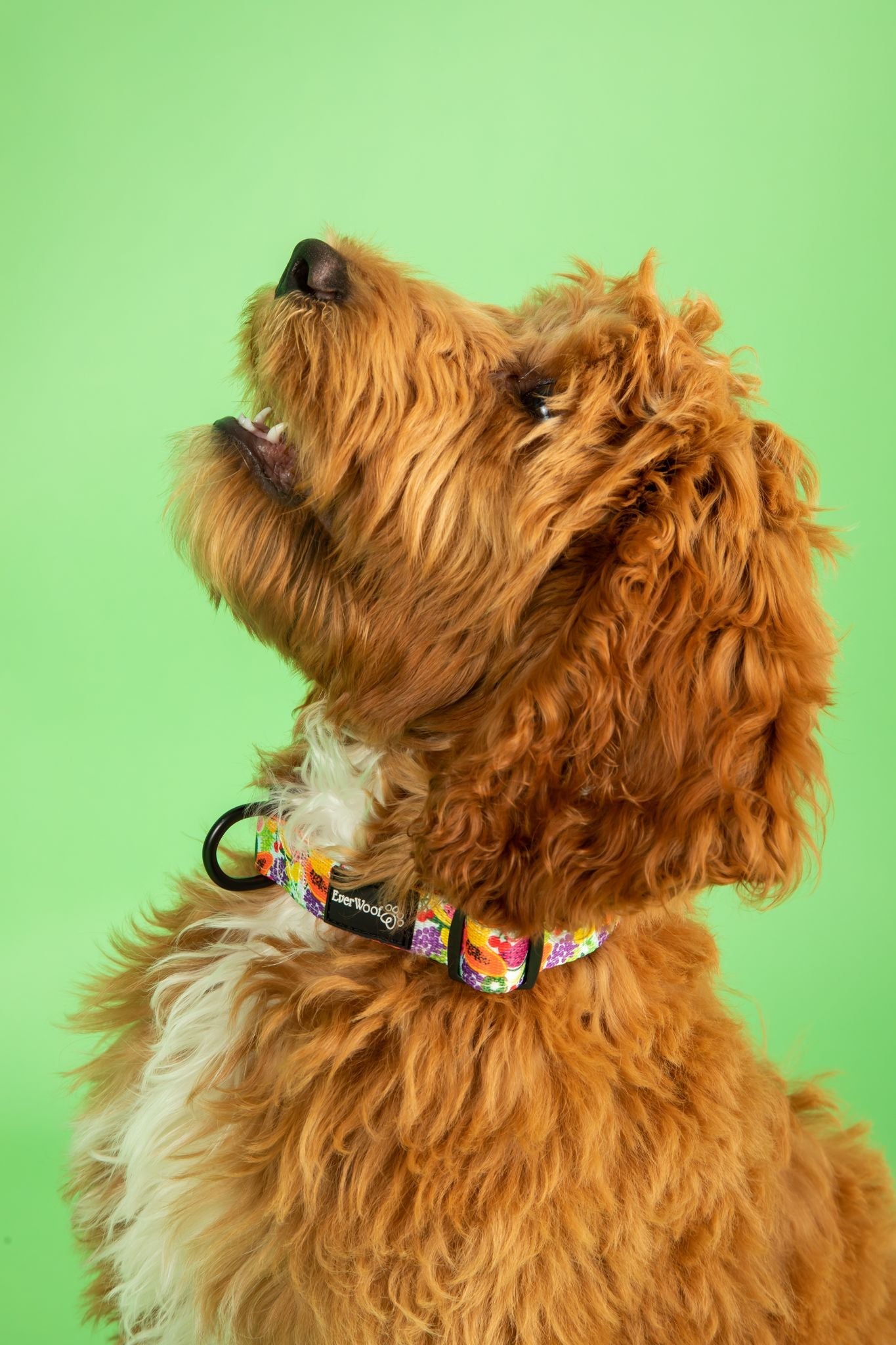 Tutti Frutti Collar