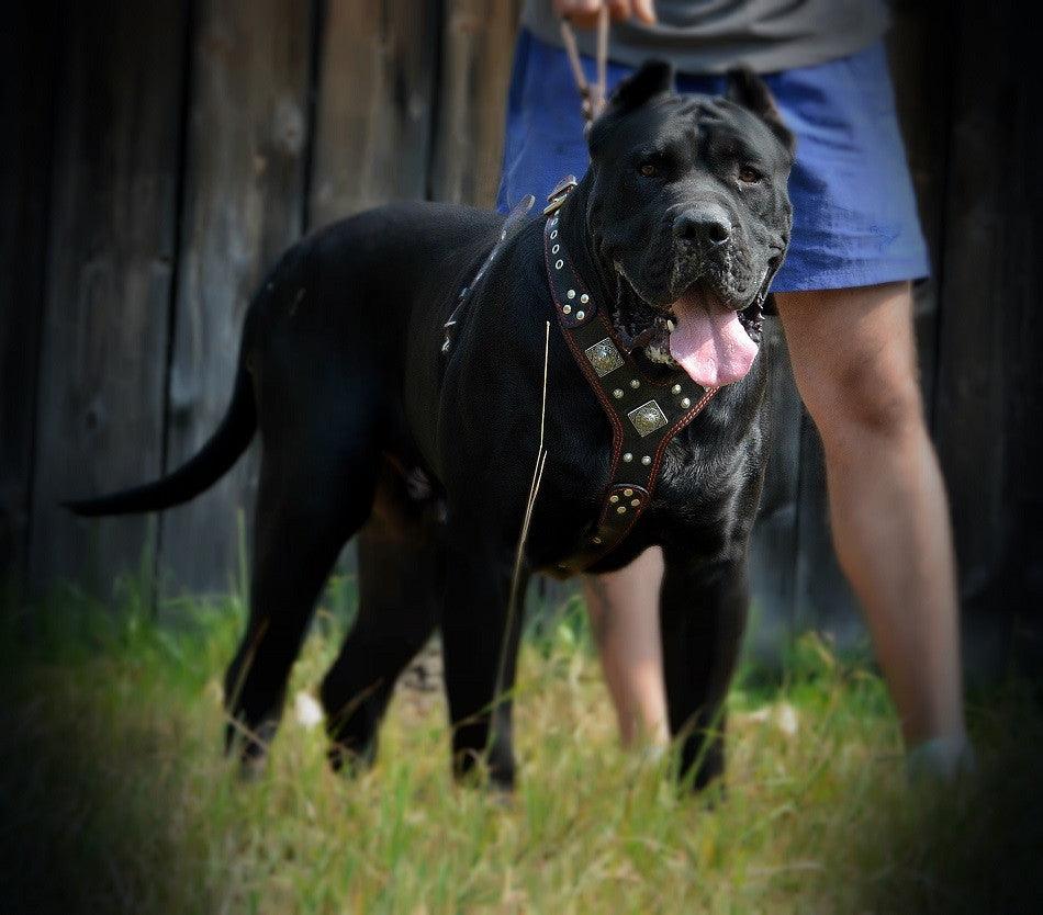 The "Eros" harness brown by Bestia Dog Gear
