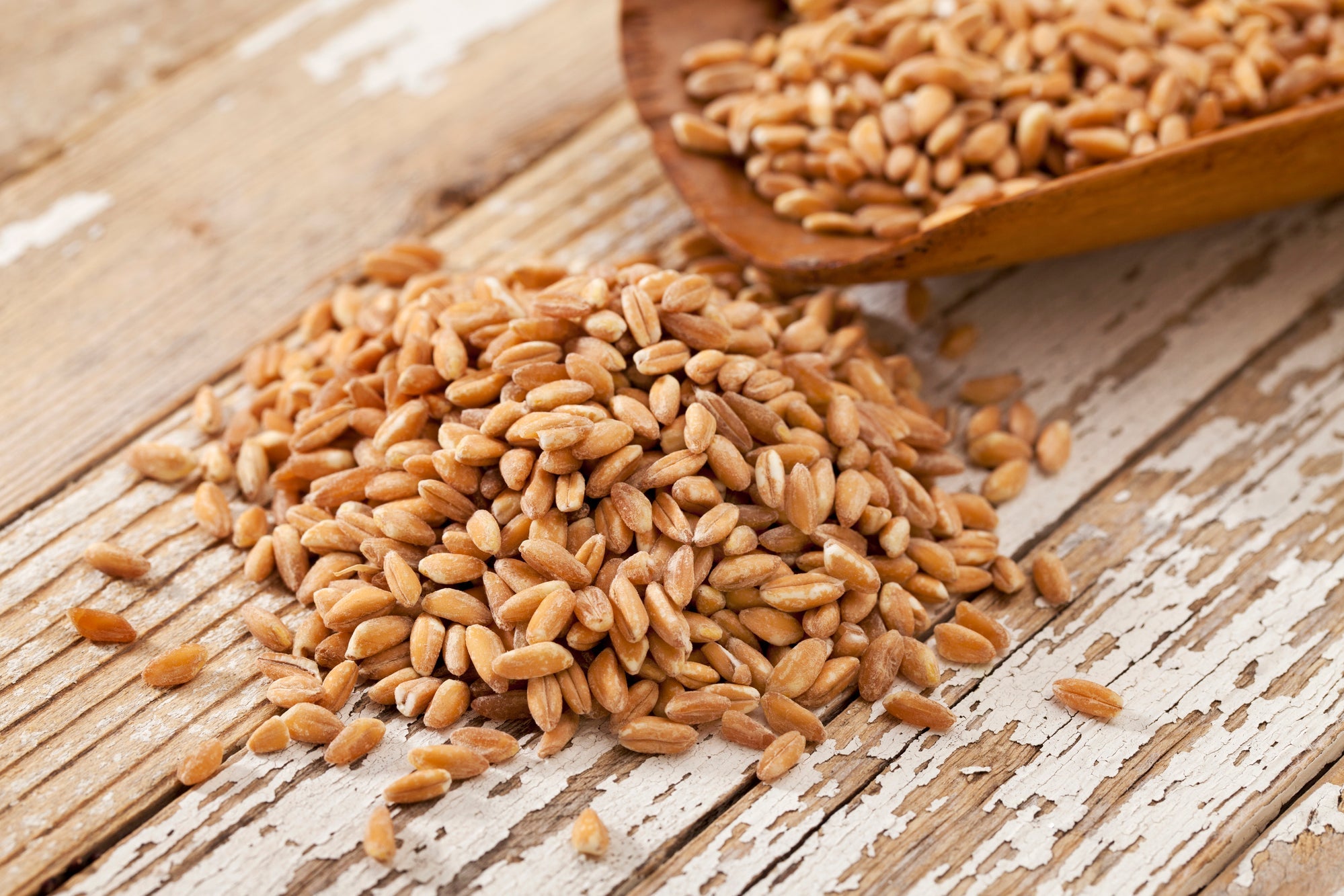 Premium Wheat Seeds for Sprouting Fodder (Wheat Grass) -- Grown In Missouri To Encourage Positive Behaviors by Dahlia Pets