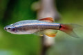 White Cloud Minnow by Danaqua Live Fish & More