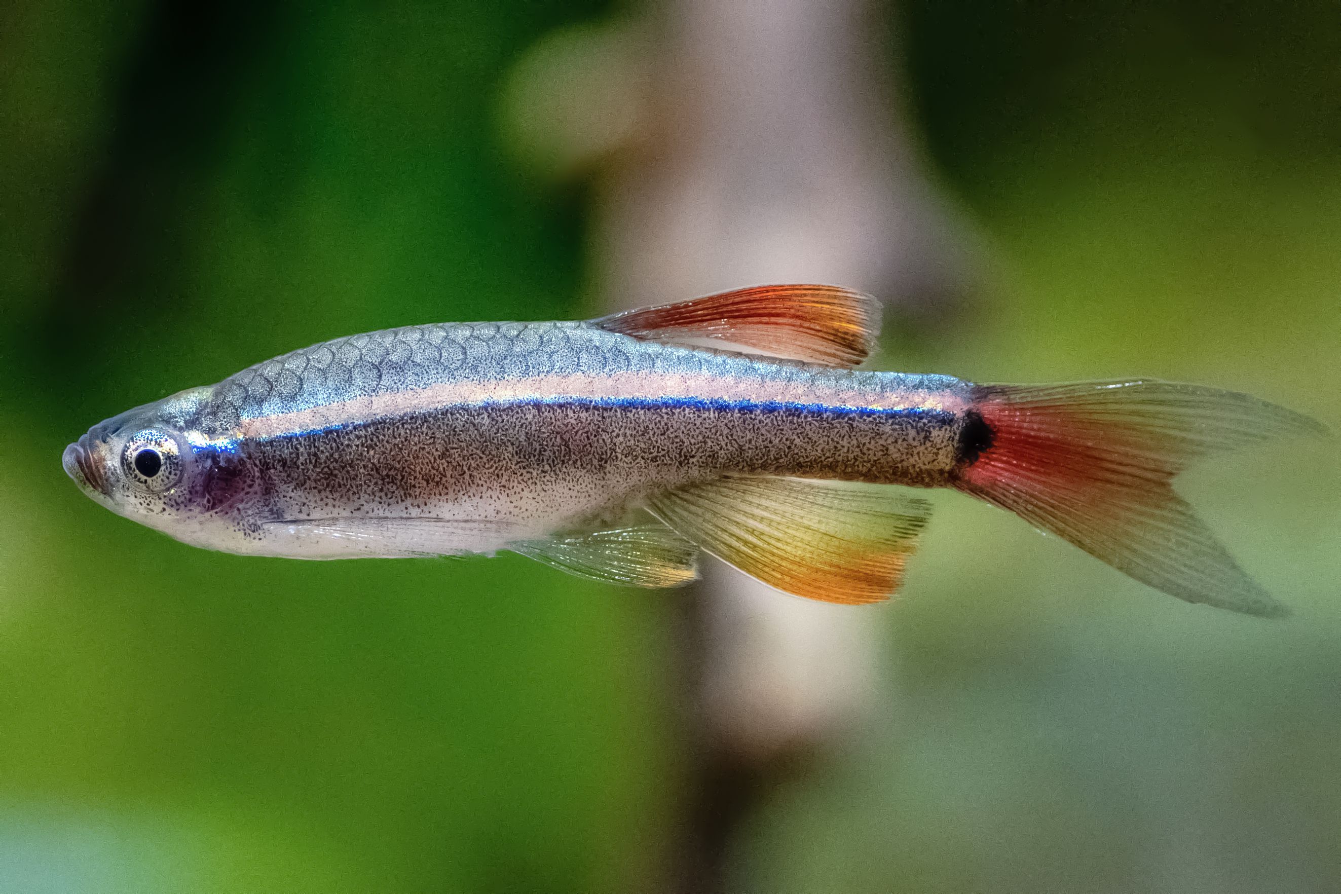 White Cloud Minnow by Danaqua Live Fish & More