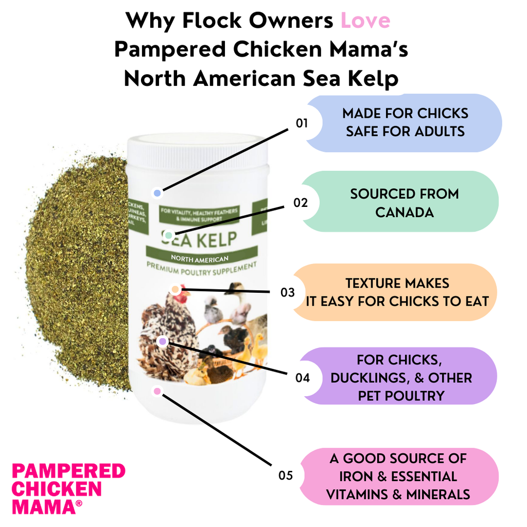 North Atlantic Kelp For Extra Vitamins, Minerals, & Amino Acids For Pet Chickens & Ducks by Dahlia Pets