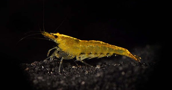 Yellow shrimp by Danaqua Live Fish & More
