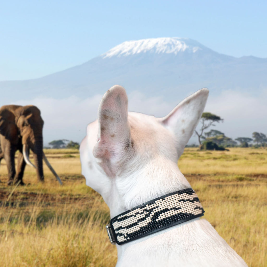 Zebra Sambboho dog collar (animal print collection) by Sambboho