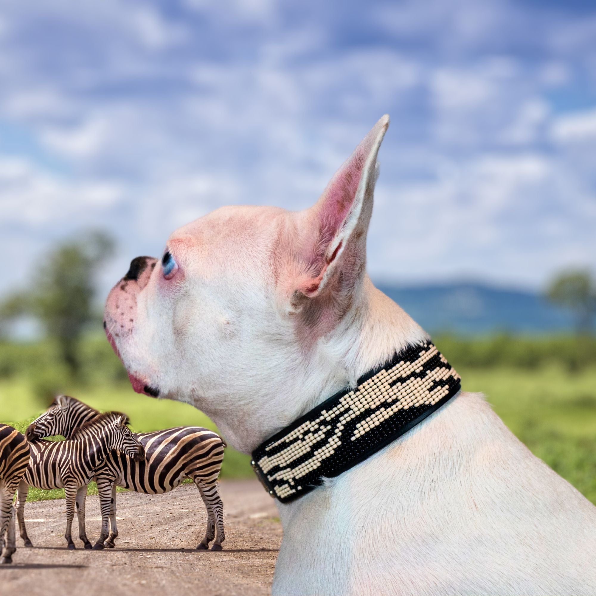 Zebra Sambboho dog collar (animal print collection) by Sambboho